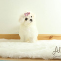Teacup Mini Maltese for sale - Leo - a Maltese puppy
