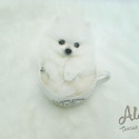 Teacup Mini Pomeranian for sale - ELIEN - a Pomeranian puppy