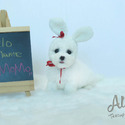 Teacup Mini Bichon Frise for sale - MOMO - a Bichon Frise puppy