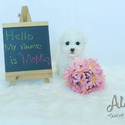 Teacup Mini Bichon Frise for sale - MOMO - a Bichon Frise puppy