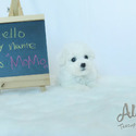 Teacup Mini Bichon Frise for sale - MOMO - a Bichon Frise puppy