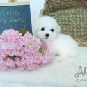 Teacup Mini Bichon Frise for sale - MOMO - a Bichon Frise puppy