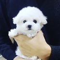 Teacup Bichon Frise for sale, MOMO - a Bichon Frise puppy