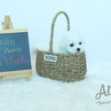 Teacup Bichon Frise for sale, MOMO - a Bichon Frise puppy