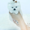 Teacup Pomeranian for sale, ELIEN - a Pomeranian puppy