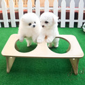Teddy bear face Teacup Pomeranian female - a Pomeranian puppy