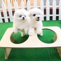 Teddy bear face Teacup Bichon Frise female - a Bichon Frise puppy
