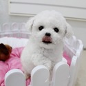 Teddy bear face Teacup Bichon Frise female - a Bichon Frise puppy