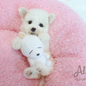 Teddy bear face Teacup Bichon Frise female - a Bichon Frise puppy