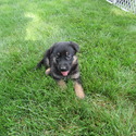 Trixie - a German Shepherd Dog puppy