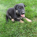 Trixie - a German Shepherd Dog puppy