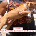 Lucy AKA