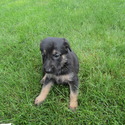 Lassie - a German Shepherd Dog puppy