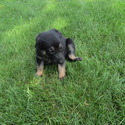 Lassie - a German Shepherd Dog puppy