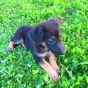 Lassie - a German Shepherd Dog puppy