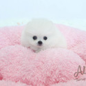 Teacup Toy Pomeranian for sale, Elien - a Pomeranian puppy