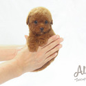 Teacup Toy Poodle for sale, Mocha - a Poodle puppy