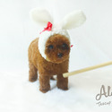 Teacup Mini Poodle for sale, Mocha - a Poodle puppy