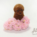 Teacup Mini Poodle for sale, Mocha - a Poodle puppy