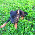 Misty - a German Shepherd Dog puppy