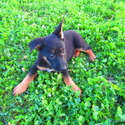 Misty - a German Shepherd Dog puppy