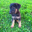 Lassie - a German Shepherd Dog puppy
