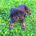 Fred - a German Shepherd Dog puppy