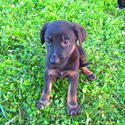 Fred - a German Shepherd Dog puppy