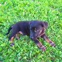 Fred - a German Shepherd Dog puppy
