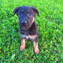 Bess - a German Shepherd Dog puppy