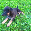 Bess - a German Shepherd Dog puppy