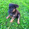 Trixie - a German Shepherd Dog puppy