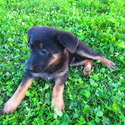Trixie - a German Shepherd Dog puppy