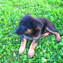 Trixie - a German Shepherd Dog puppy