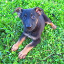 Tom - a German Shepherd Dog puppy