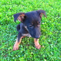 Tom - a German Shepherd Dog puppy