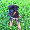 Rover - a German Shepherd Dog puppy