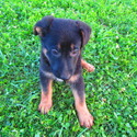 Rover - a German Shepherd Dog puppy