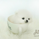 Teacup Mini Pomeranian for sale - Boo - a Pomeranian puppy