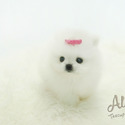 Teacup Mini Pomeranian for sale - Boo - a Pomeranian puppy