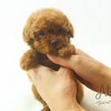 Teacup Mini Poodle for sale - Mocha - a Poodle puppy