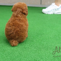 Teacup Mini Poodle for sale - Mocha - a Poodle puppy