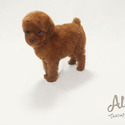 Teacup Mini Poodle for sale - Mocha - a Poodle puppy