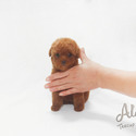 Teacup Mini Poodle for sale - Mocha - a Poodle puppy