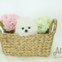 Teddy bear face Teacup Pomeranian - Boo - a Pomeranian puppy