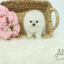 Teddy bear face Teacup Pomeranian - Boo - a Pomeranian puppy
