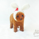 Teddy bear face Teacup Poodle - Mocha - a Poodle puppy