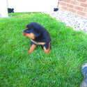 Cindy - a Rottweiler puppy