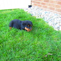 Cindy - a Rottweiler puppy