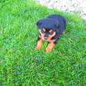 Tammy - a Rottweiler puppy